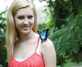 Australian Butterfly Sanctuary - Kingaroy Accommodation 0