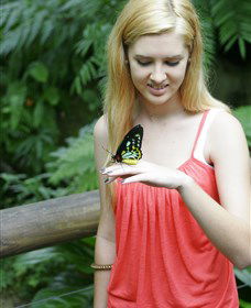 Australian Butterfly Sanctuary - Kingaroy Accommodation 1