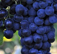 De Bortoli Wines Bilbul