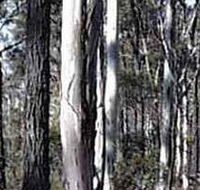 Kooyoora State Park - Kingaroy Accommodation