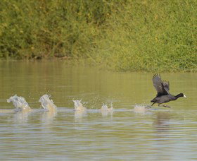 Lake Cowal - Kingaroy Accommodation 1