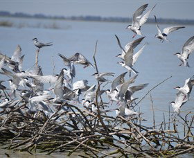 Lake Cowal - Kingaroy Accommodation 2