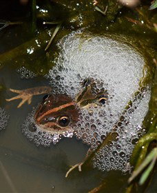 Lake Cowal - Kingaroy Accommodation 5