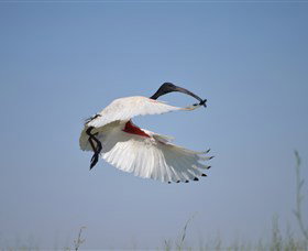 Lake Cowal - Kingaroy Accommodation 4