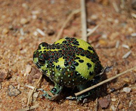 Lake Cowal - Kingaroy Accommodation 3