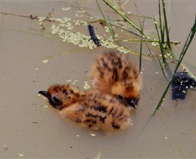 Lake Cowal - Kingaroy Accommodation 6