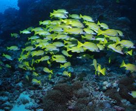 Nursery Bommie Dive Site - Kingaroy Accommodation 1