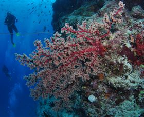 Nursery Bommie Dive Site - Kingaroy Accommodation 0