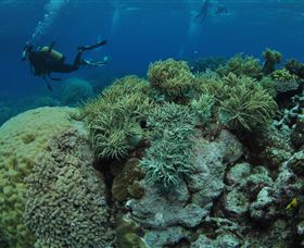 Nursery Bommie Dive Site - Kingaroy Accommodation 2