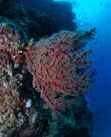 Nursery Bommie Dive Site - Kingaroy Accommodation 3