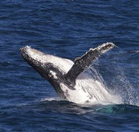 Whale Watching on Keswick Island - Kingaroy Accommodation
