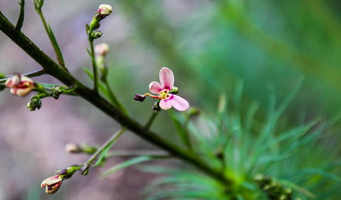 Lynchs Loop Trail - Kingaroy Accommodation 2