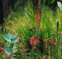 Enfield State Park - Kingaroy Accommodation