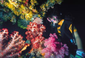 Bait Reef And Garys Lagoon Dive Site - Kingaroy Accommodation 1