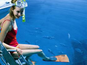 Bait Reef And Garys Lagoon Dive Site - Kingaroy Accommodation 2