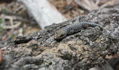 Wagun Picnic Area - Kingaroy Accommodation 1