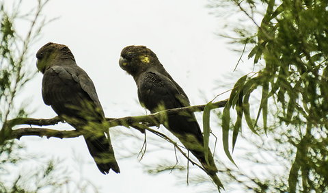 Conimbla National Park - Kingaroy Accommodation 0