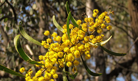 Conimbla National Park - Kingaroy Accommodation 2