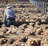 Livestock Marketing Centre - Kingaroy Accommodation