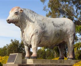 Rockhampton Bull Statues - Kingaroy Accommodation 1