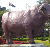Rockhampton Bull Statues - Kingaroy Accommodation
