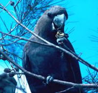 Mount Archer National Park - Kingaroy Accommodation