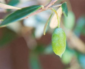 The Olive Shop - Milawa - Kingaroy Accommodation 1