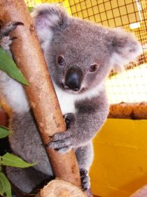 Cooberrie Park Wildlife Sanctuary - Kingaroy Accommodation 0