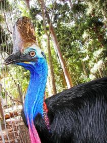 Cooberrie Park Wildlife Sanctuary - Kingaroy Accommodation 1