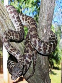 Cooberrie Park Wildlife Sanctuary - Kingaroy Accommodation 3