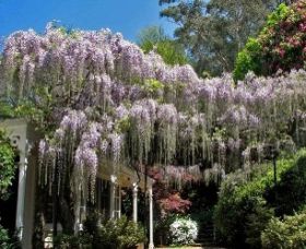 Nooroo Gardens - Kingaroy Accommodation 0