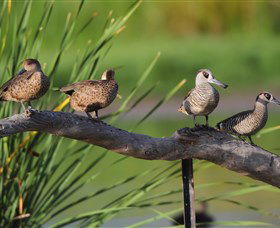 Jerrabomberra Wetlands - Kingaroy Accommodation 0