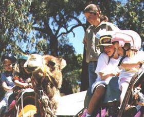 Calamunnda Camel Farm  - Kingaroy Accommodation 2