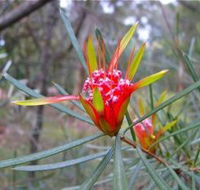 Glenbrook Native Plant Reserve and Nursery - Kingaroy Accommodation