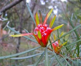 Glenbrook Native Plant Reserve And Nursery - Kingaroy Accommodation 0
