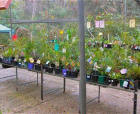 Glenbrook Native Plant Reserve And Nursery - Kingaroy Accommodation 3