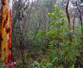 Glenbrook Native Plant Reserve And Nursery - Kingaroy Accommodation 2