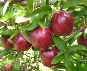 Top 40 Orchard - Kingaroy Accommodation 0