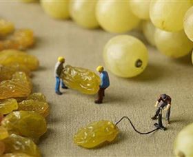 Hunter Valley Wine School - Kingaroy Accommodation 0