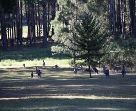 Shrine Of Our Lady Of Mercy At Penrose Park - Kingaroy Accommodation 2