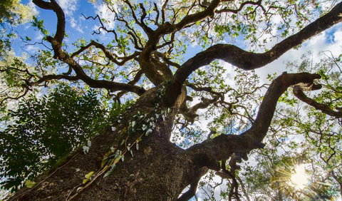 Woko National Park - Kingaroy Accommodation 1