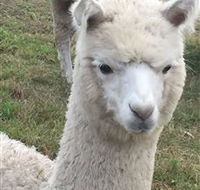 Storybook Alpacas - Kingaroy Accommodation