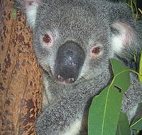 Hunter Valley Zoo - Kingaroy Accommodation