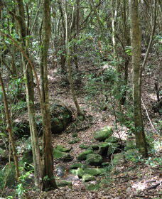 State Forests Of The Watagan Mountains - Kingaroy Accommodation 2
