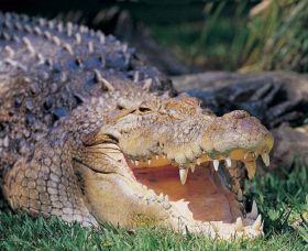 Featherdale Wildlife Park - Kingaroy Accommodation 1