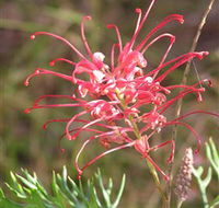 Wirrimbirra Sanctuary - Kingaroy Accommodation