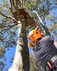 TreeTop Adventure Park Sydney - Kingaroy Accommodation 3