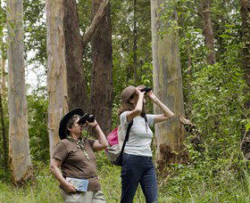 Chichester State Forest - Kingaroy Accommodation 0