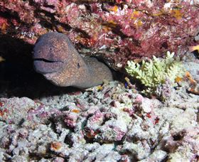 Anchor Bommie Dive Site - Kingaroy Accommodation 1