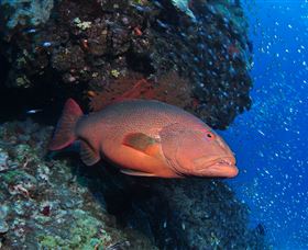 Anchor Bommie Dive Site - Kingaroy Accommodation 0